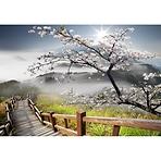 Obraz decopanel 60x90 dp012 sakura