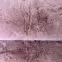 Koberec Shaggy  Rabbit Fur 0,6/0,9,11