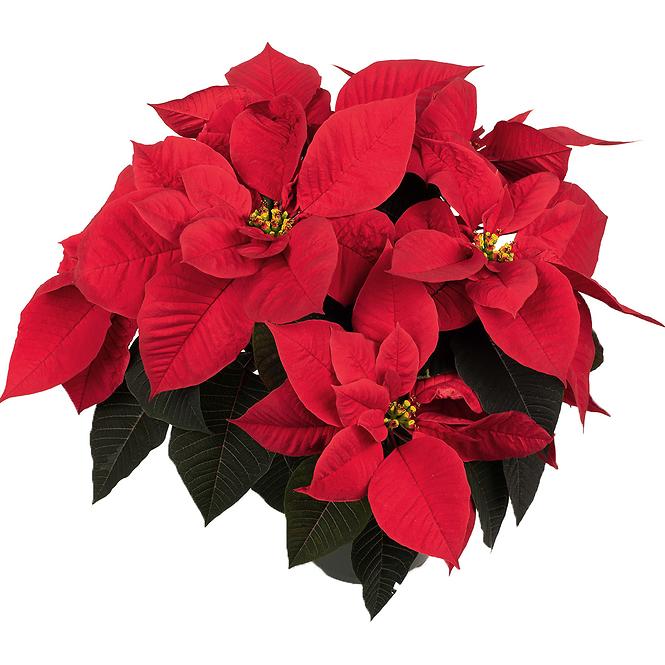 Poinsettia vícevýhonová K9