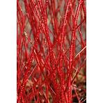 Cornus alba sibirica 40-60 C3