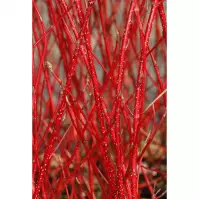 Cornus alba sibirica 40-60 C3