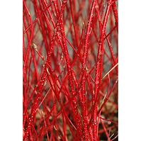 Cornus alba sibirica 40-60 C3