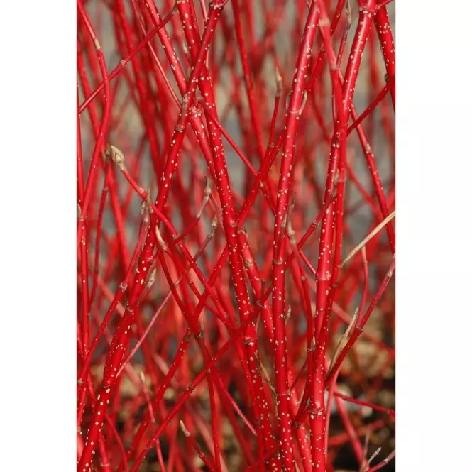 Cornus alba sibirica 40-60 C3