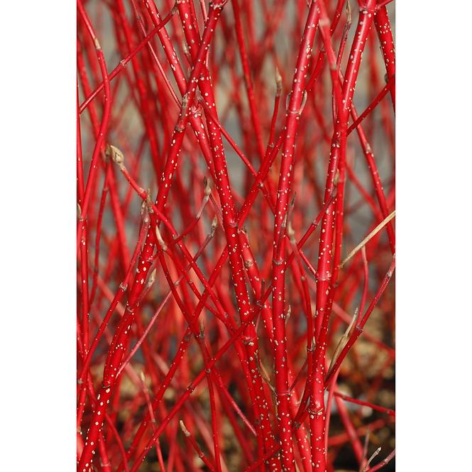 Cornus alba sibirica 40-60 C3