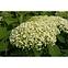 Hydrangea arborescens annabelle 60-80 C5,2