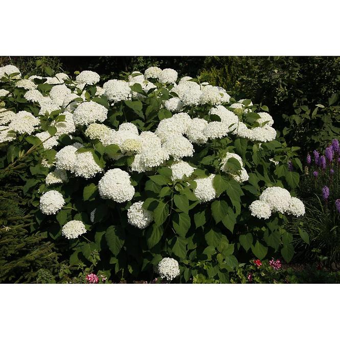 Hydrangea arborescens annabelle 60-80 C5