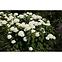 Hydrangea arborescens annabelle 60-80 C5,3