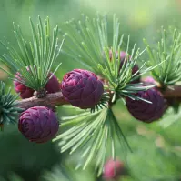 Larix decidua 120-140 C5