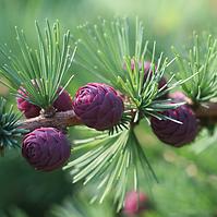 Larix decidua 120-140 C5
