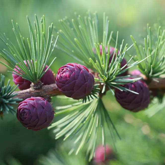 Larix decidua 120-140 C5