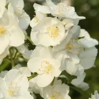 Philadelphus innocence 30-40 C3