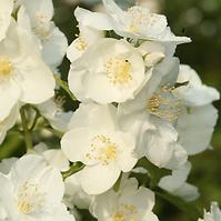 Philadelphus innocence 30-40 C3