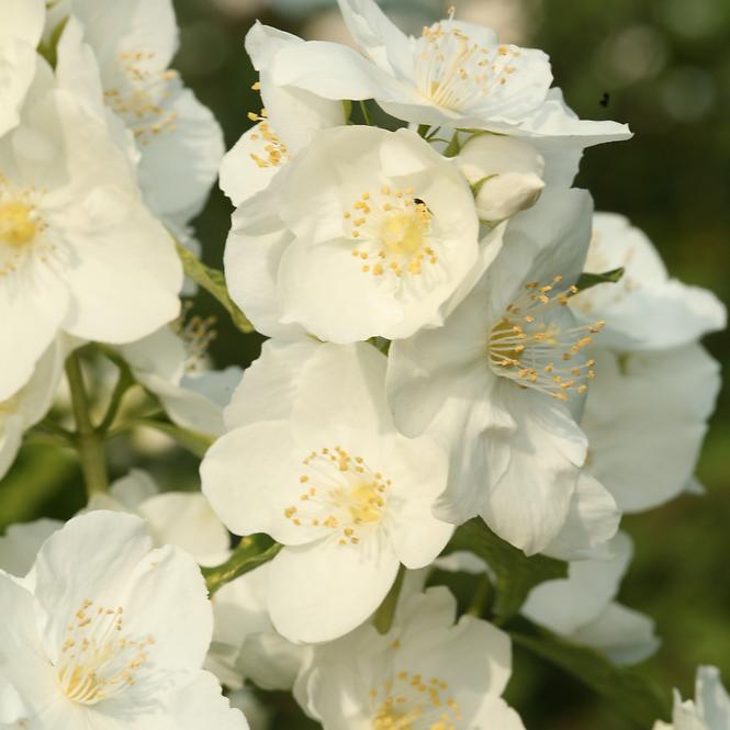 Philadelphus innocence 30-40 C3
