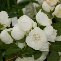Philadelphus virginal 40-60 C3