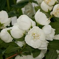 Philadelphus virginal 40-60 C3