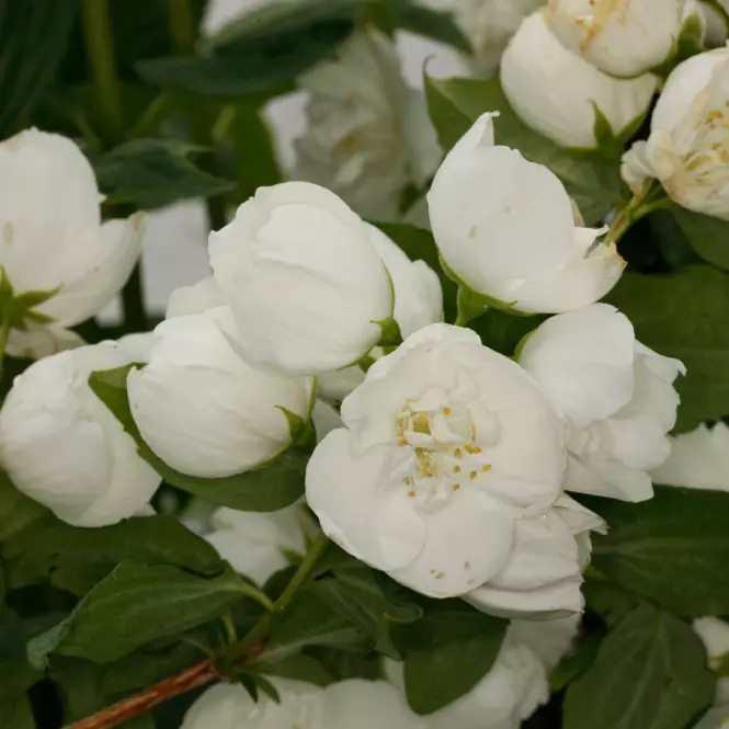 Philadelphus virginal 40-60 C3