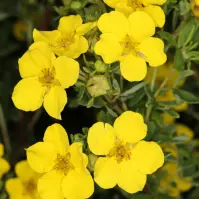 Potentilla fruticosa kobold 20-30 C2