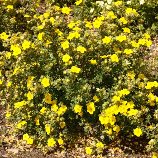 Potentilla fruticosa kobold 20-30 C2