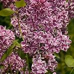 Syringa vulgaris MIX  40-60 C5