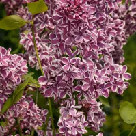 Syringa vulgaris MIX  40-60 C5