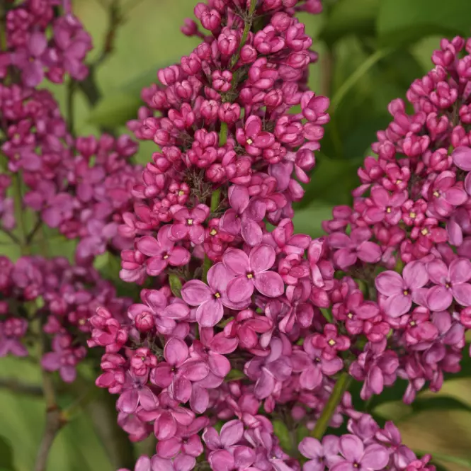 Syringa vulgaris MIX  40-60 C5