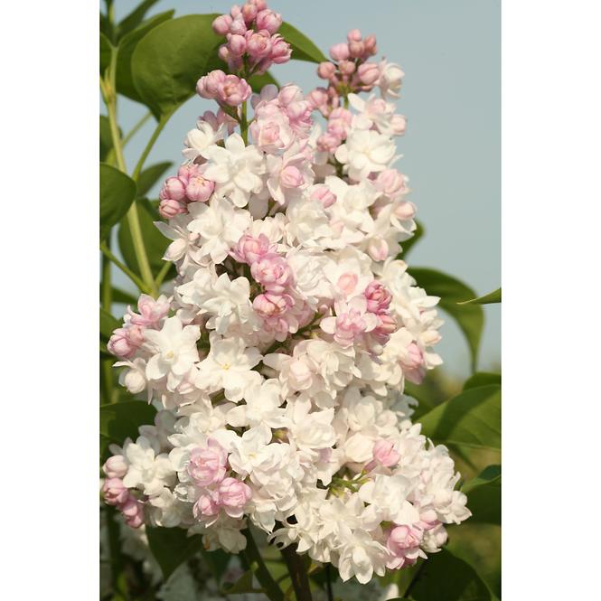 Syringa vulgaris MIX  40-60 C5