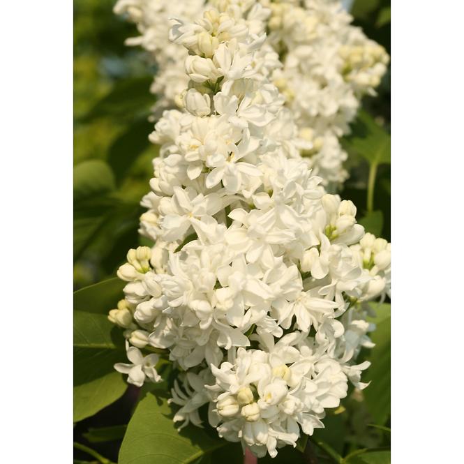 Syringa vulgaris MIX  40-60 C5