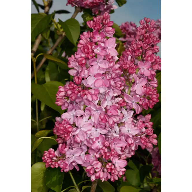 Syringa vulgaris MIX  40-60 C5