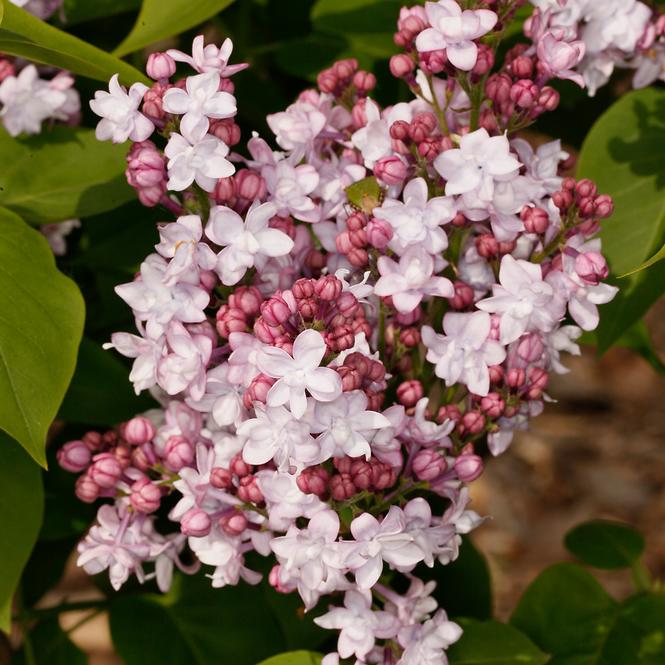 Syringa vulgaris MIX  40-60 C5