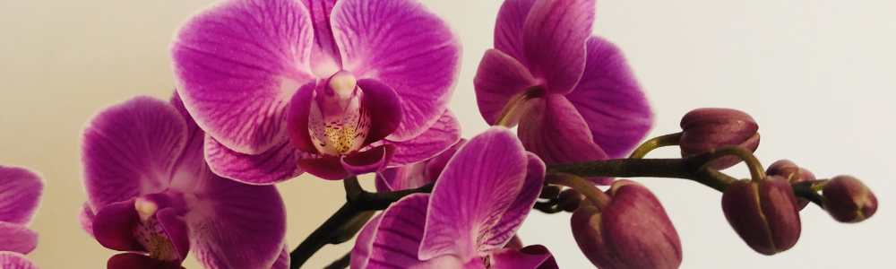 Orchidea - Merkury Market