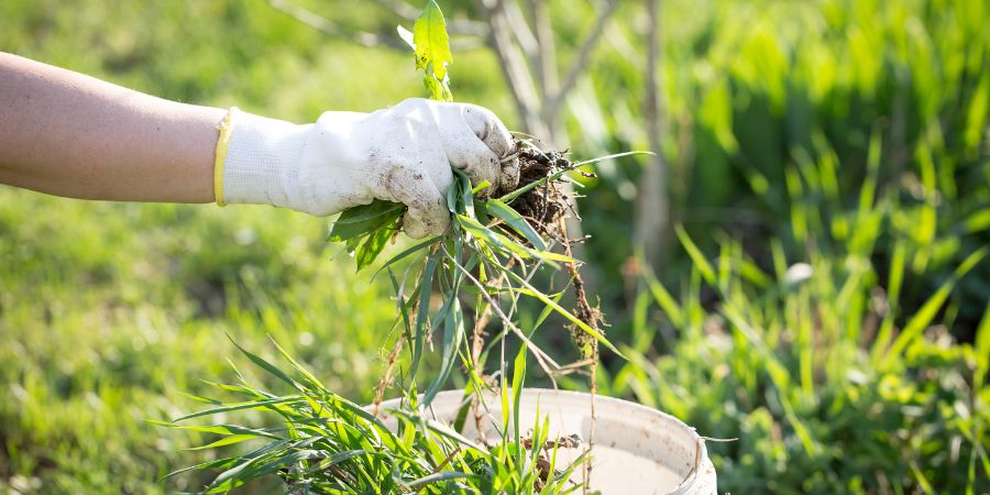 Ekologické odstraňovanie buriny – domáce prostriedky na udržanie poriadku v záhrade