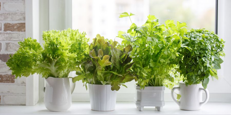 Záhrada na okennom parapete – aké črepníkové rastliny si vybrať?
