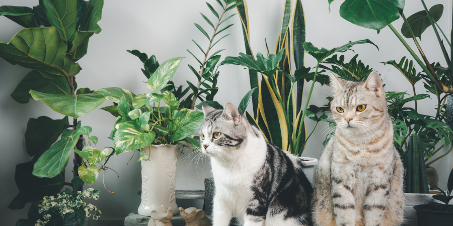 Izbové rastliny bezpečné pre mačky a psy