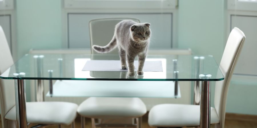 Oplatí sa kúpiť stôl so sklenenou doskou?