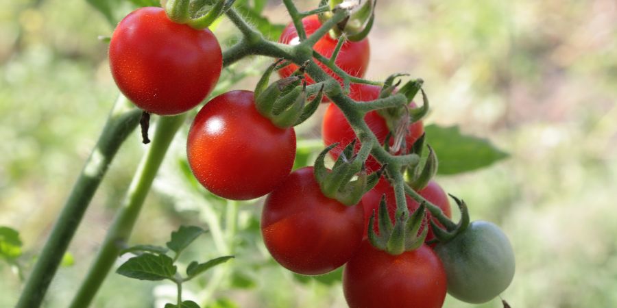 Pestovanie paradajok v kvetináči bez skleníka