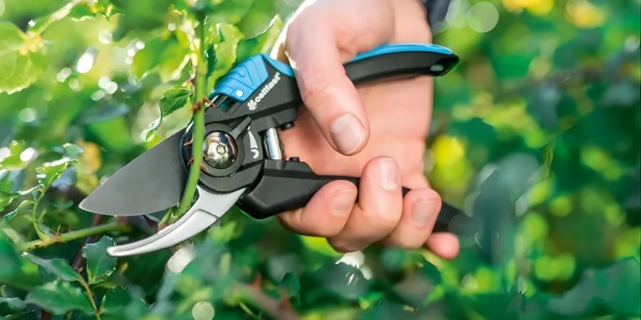 Strihanie krušpánu do gule — kedy je najvhodnejší čas na tvarovací rez?