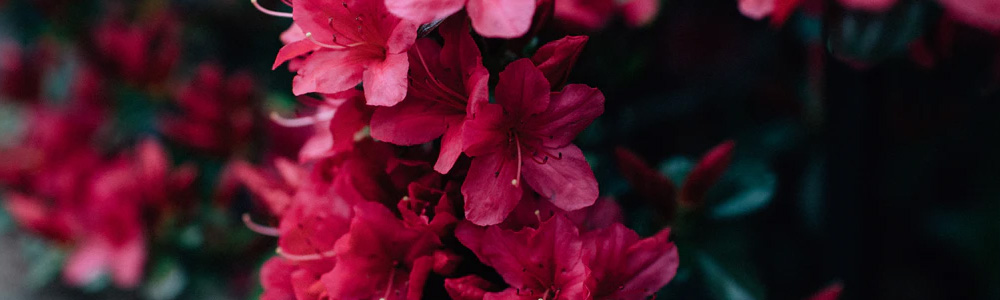 Rododendróny- Merkury Market